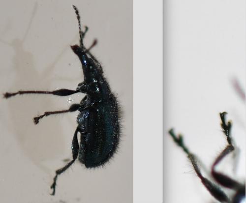 Lasiorhynchites sp.